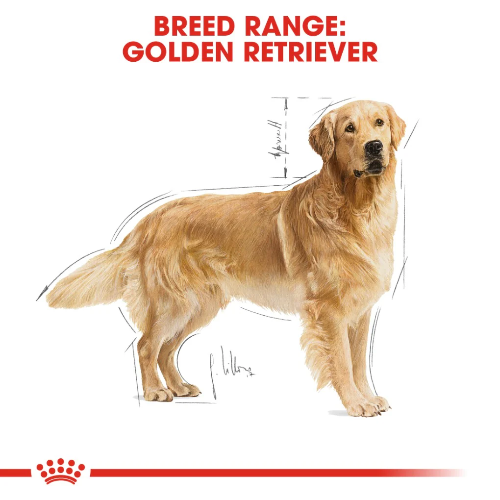 Royal Canin Golden Retriever Adult 12kg - Image 6