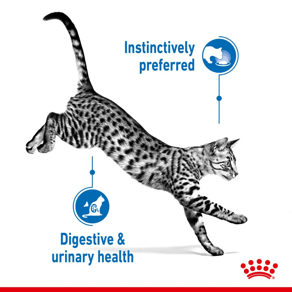 Royal Canin Indoor Jelly Pouches - Image 3