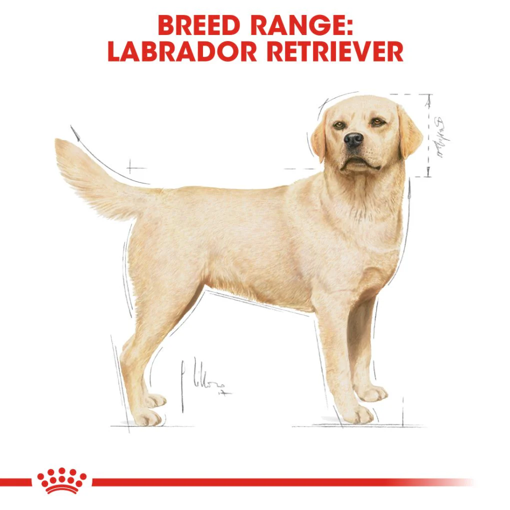 Royal Canin Labrador Adult - Image 6