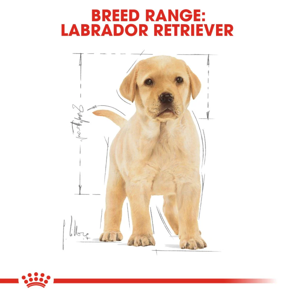 Royal Canin Labrador Puppy - Image 7