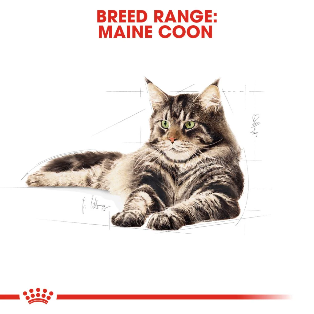 Royal Canin Maine Coon - Image 7