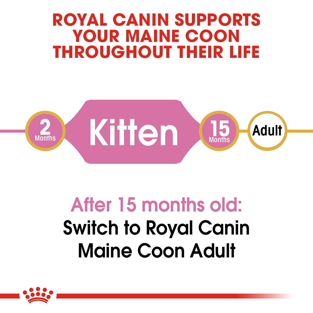 Royal Canin Maine Coon Kitten - Image 4