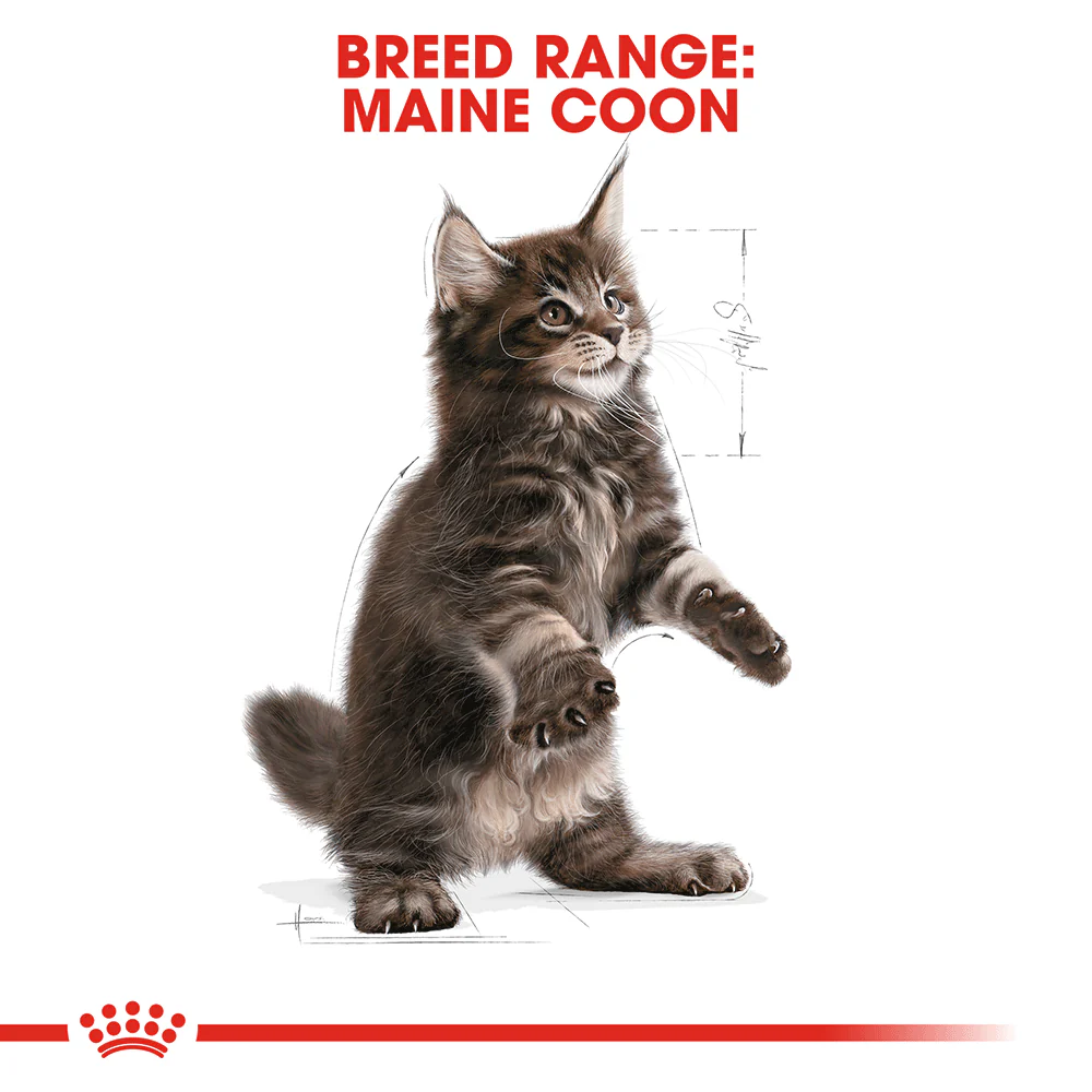 Royal Canin Maine Coon Kitten - Image 7