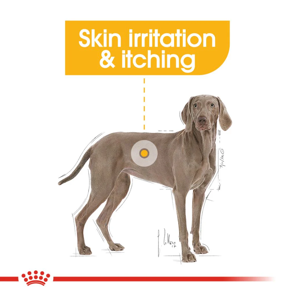 Royal Canin Maxi Dermacomfort 12kg - Image 7