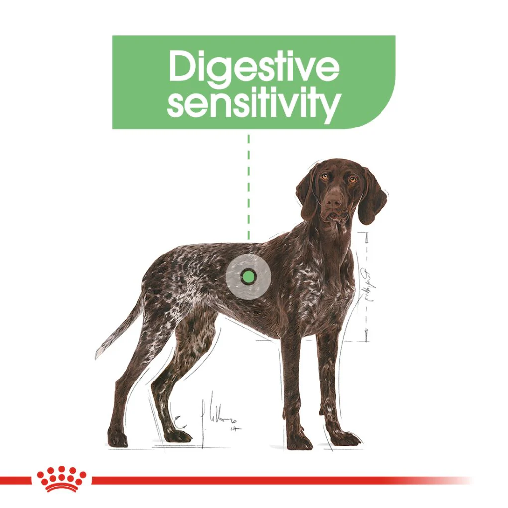 Royal Canin Maxi Digestive Care 12kg - Image 7