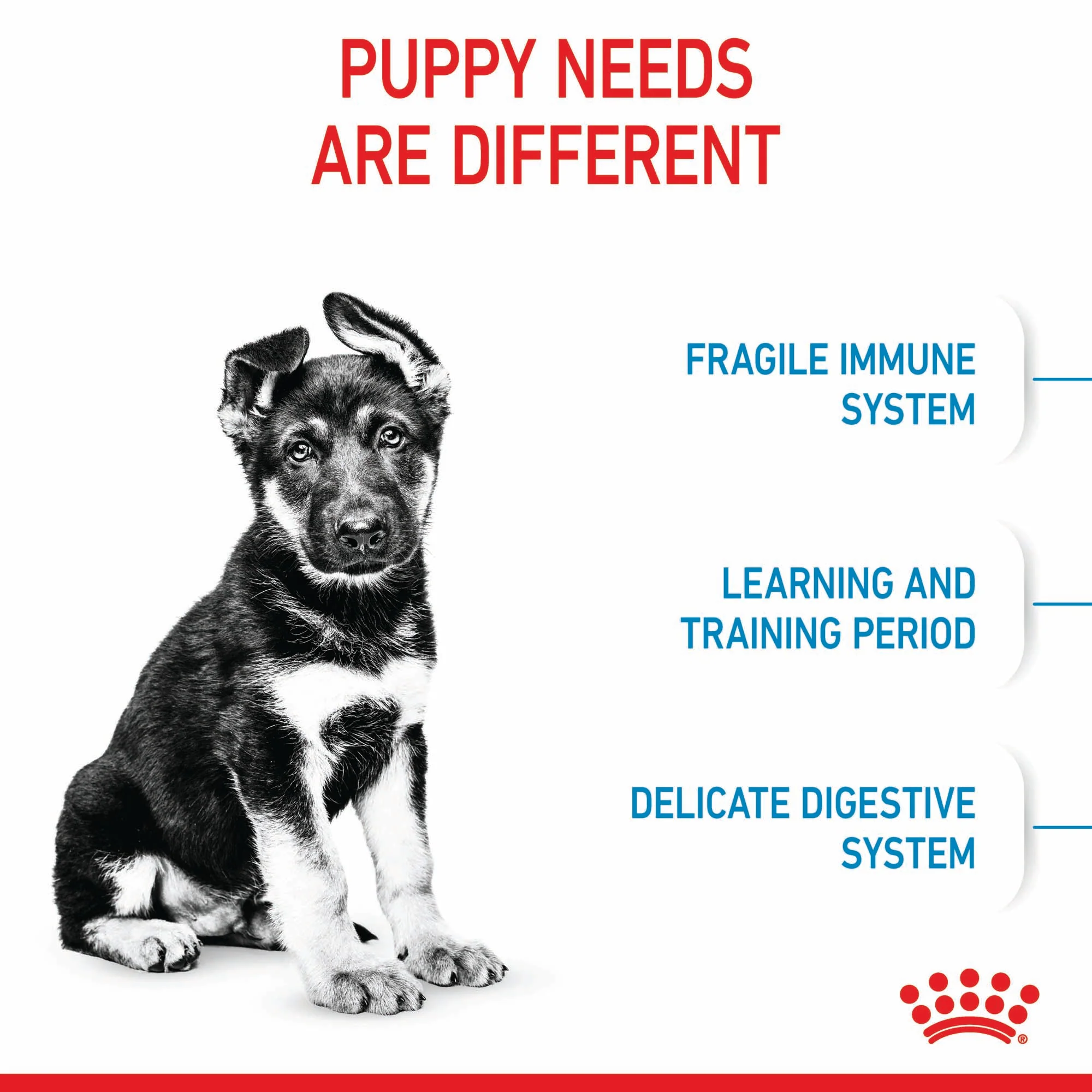 Royal Canin Maxi Puppy - Image 3