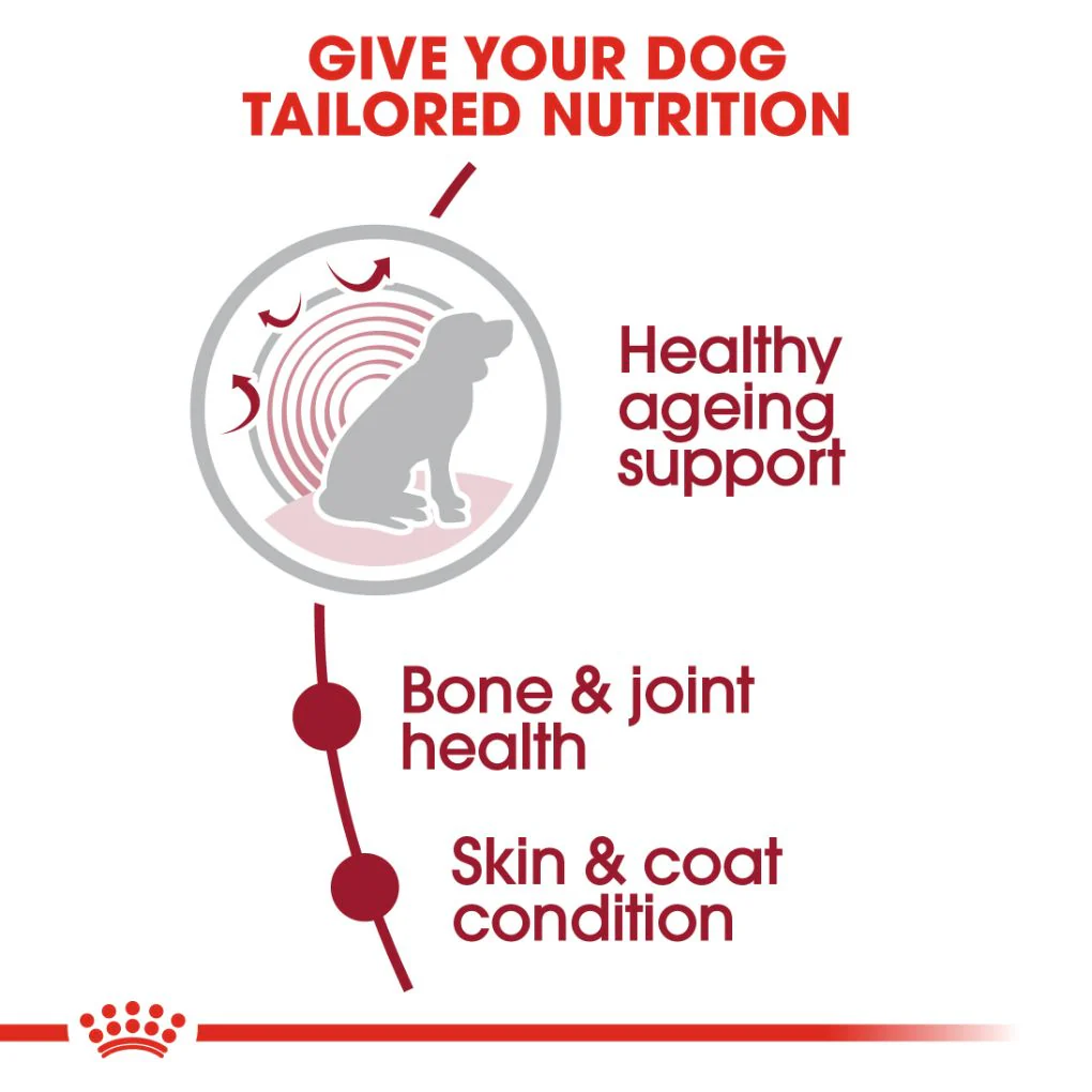 Royal Canin Medium Ageing 10+ 15kg - Image 2