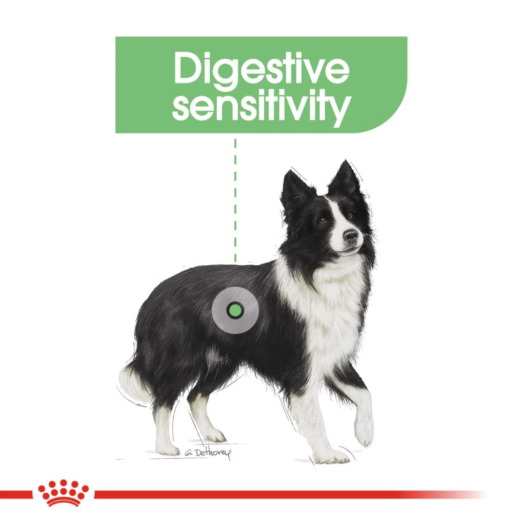 Royal Canin Medium Digestive Care - Image 2