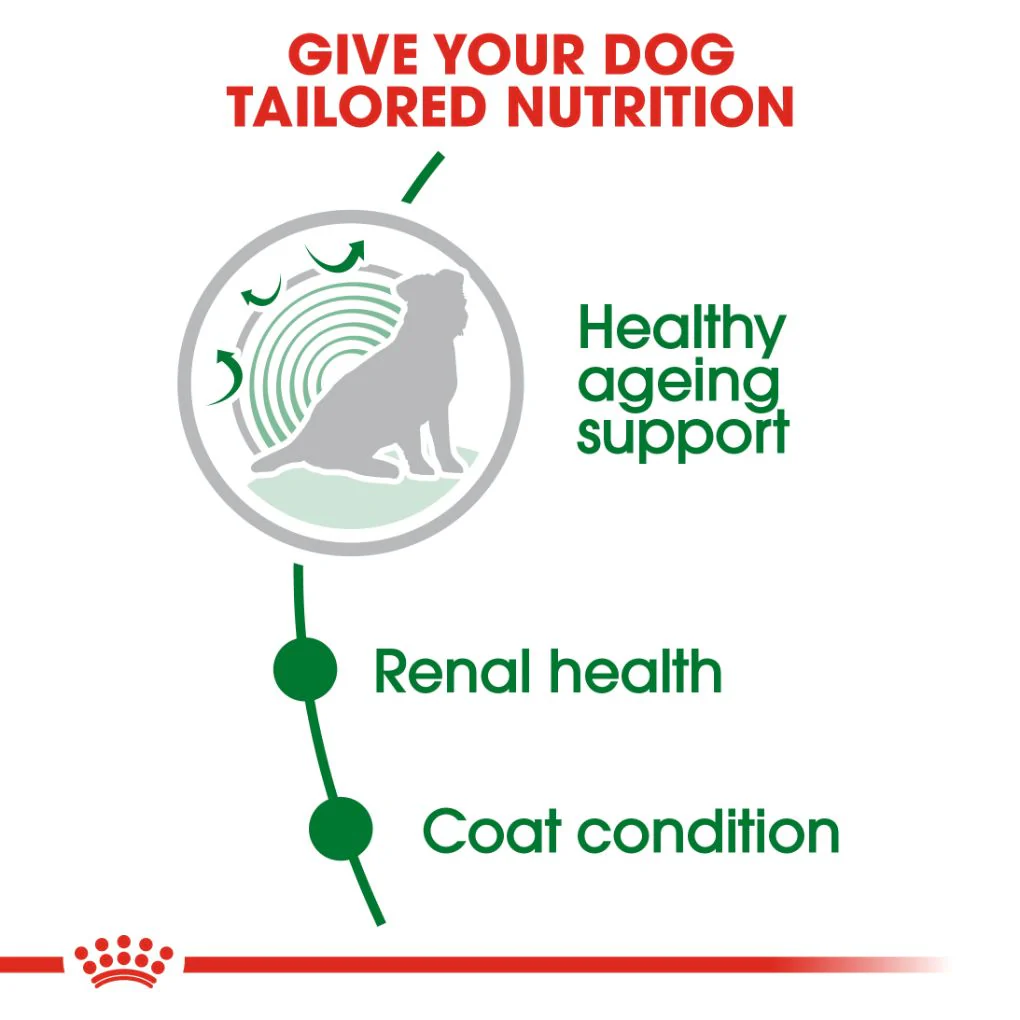 Royal Canin Mini Adult 12+ 1.5kg - Image 2