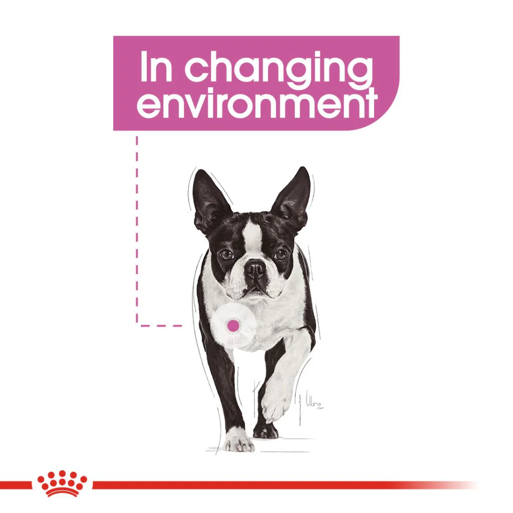 Royal Canin Mini Relax Care 3kg - Image 5