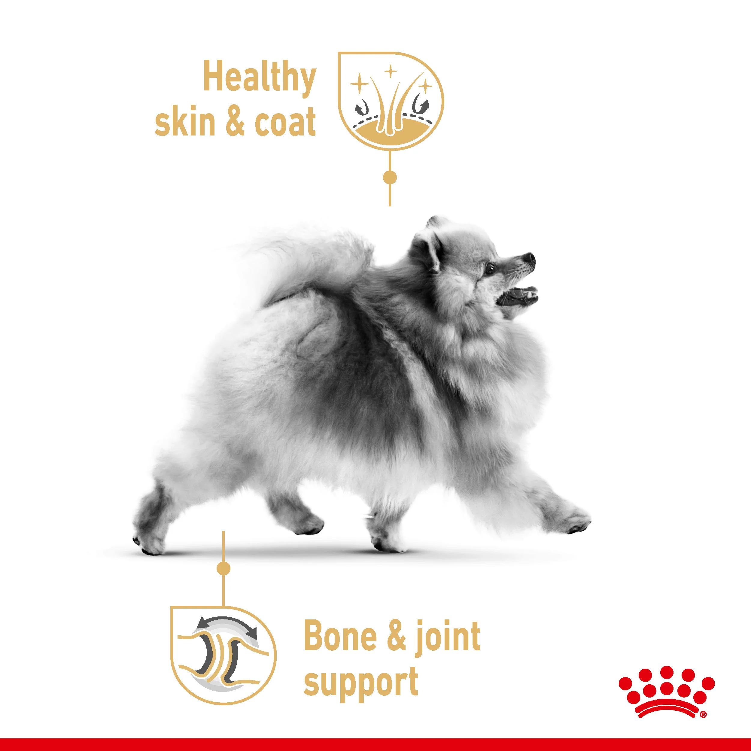 Royal Canin Pomeranian Adult 1.5kg - Image 3