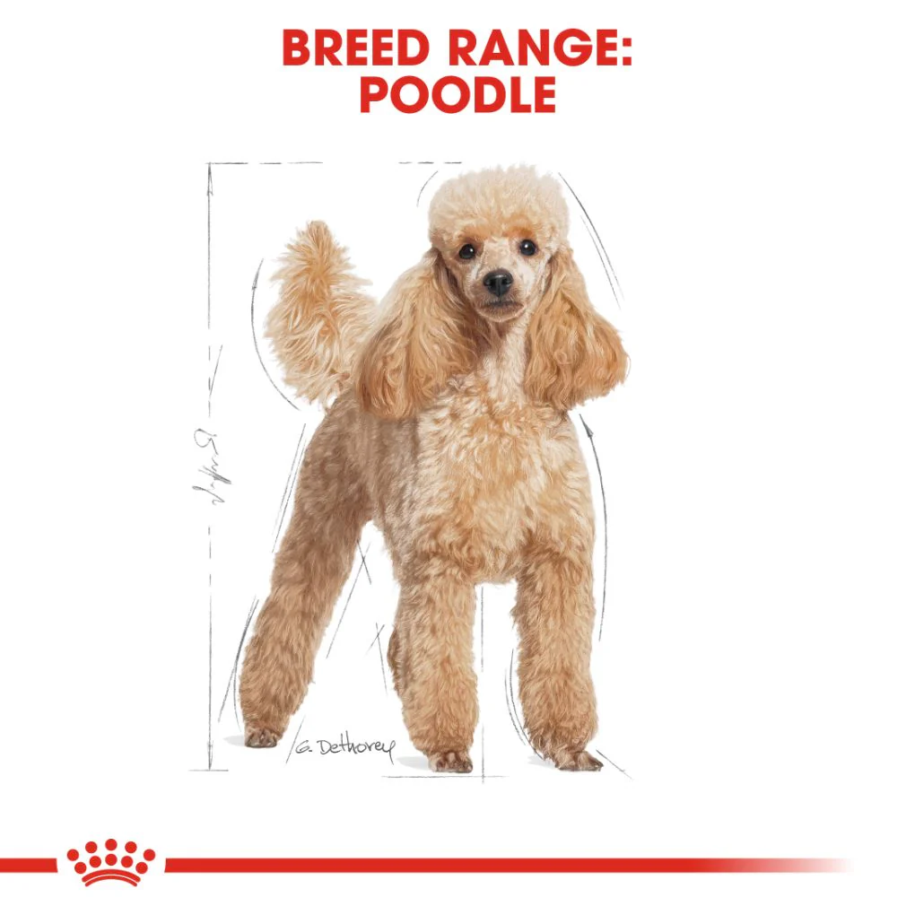 Royal Canin Poodle Adult - Image 4