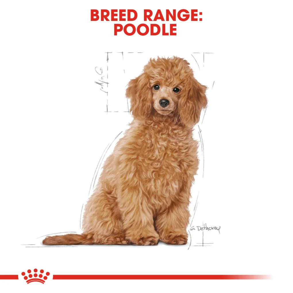 Royal Canin Poodle Puppy 3kg - Image 4