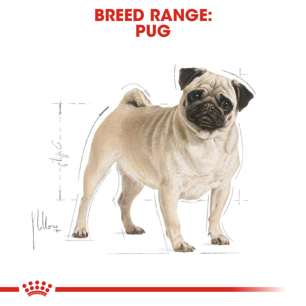 Royal Canin Pug Adult - Image 4