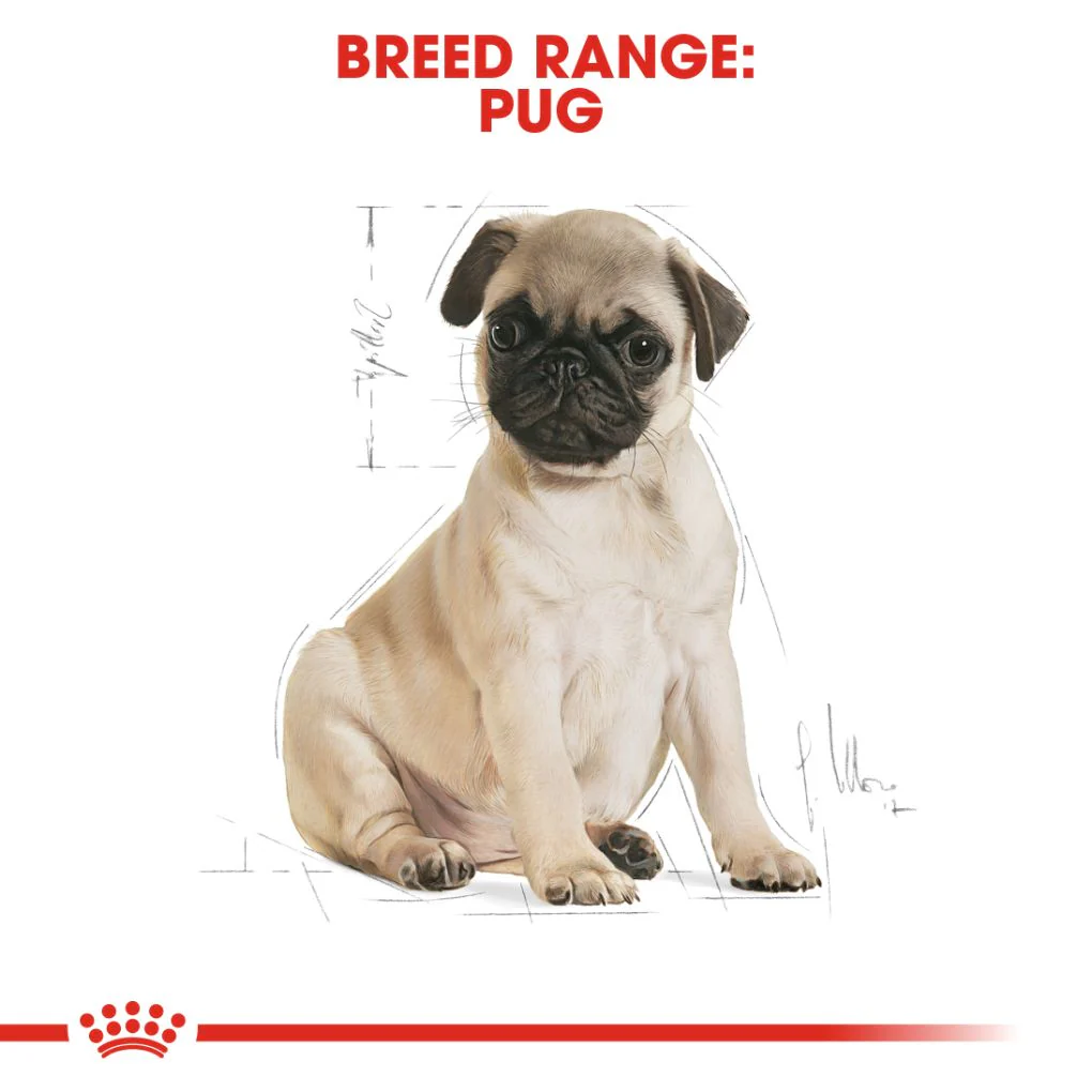 Royal Canin Pug Puppy 1.5kg - Image 4