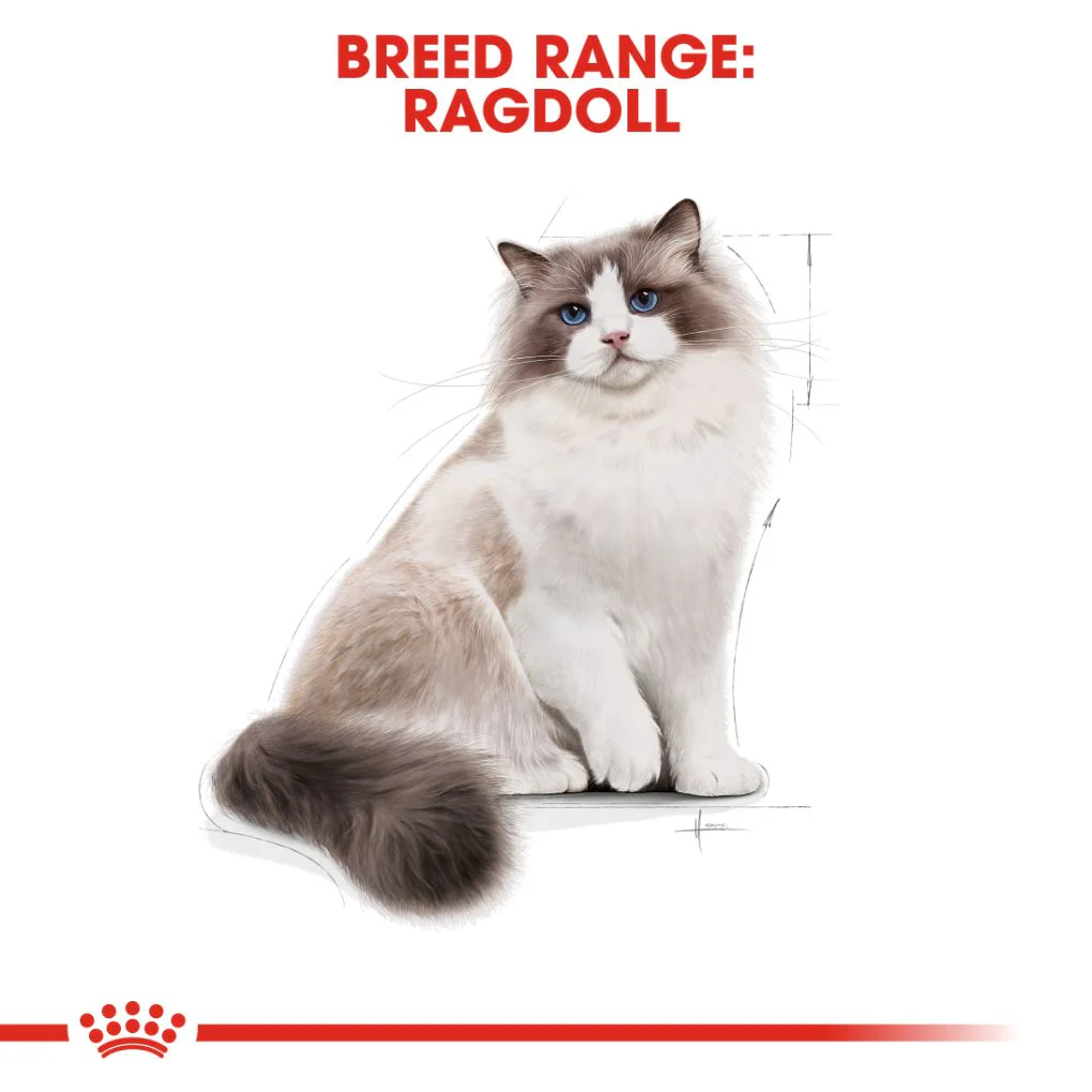 Royal Canin Ragdoll - Image 5