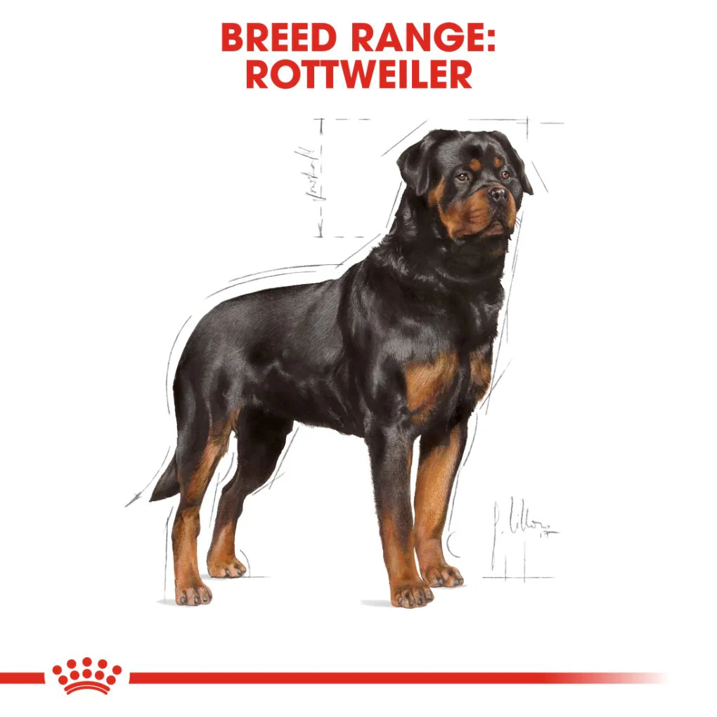 Royal Canin Rottweiler Adult 12kg - Image 4