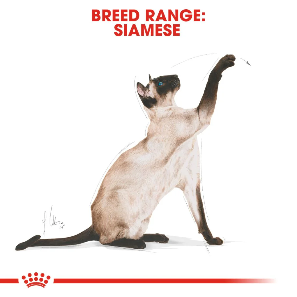 Royal Canin Siamese - Image 7