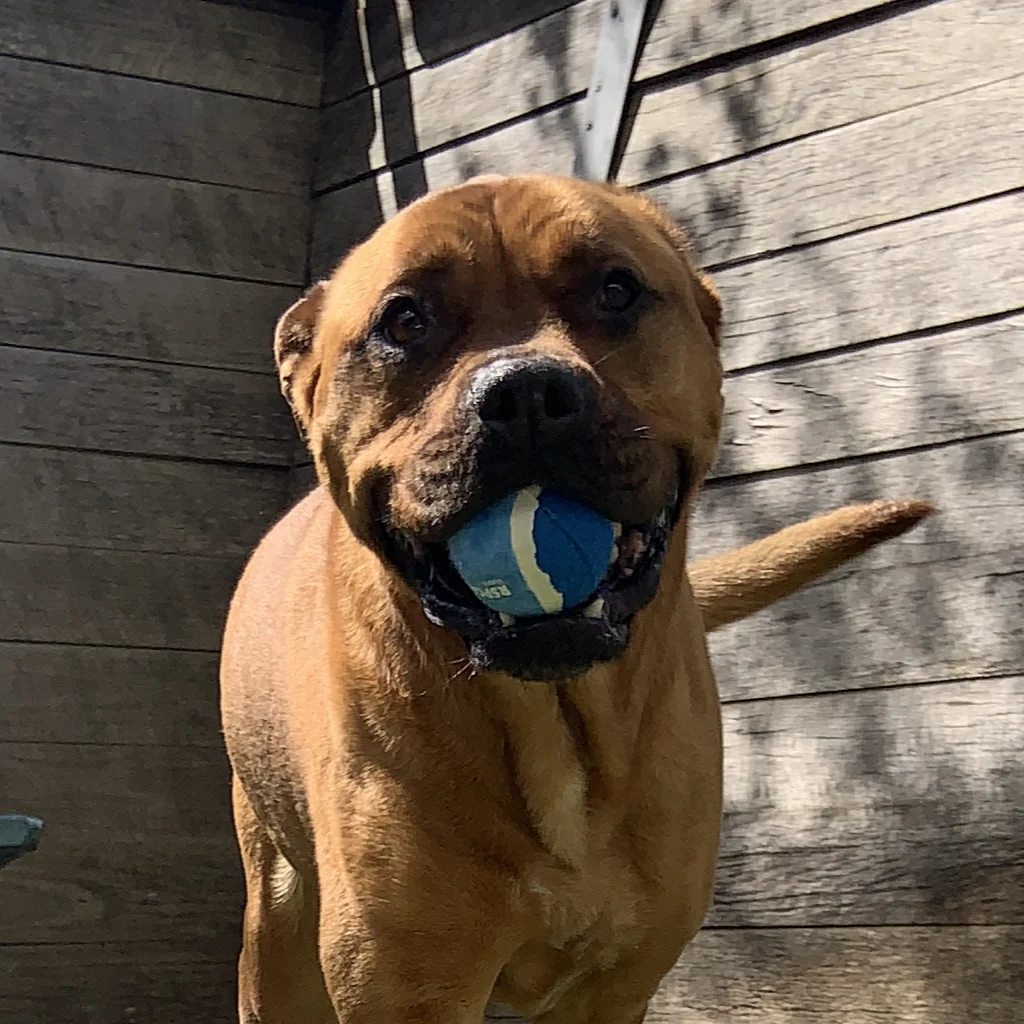 RSPCA Tennis Ball Blue - Image 2