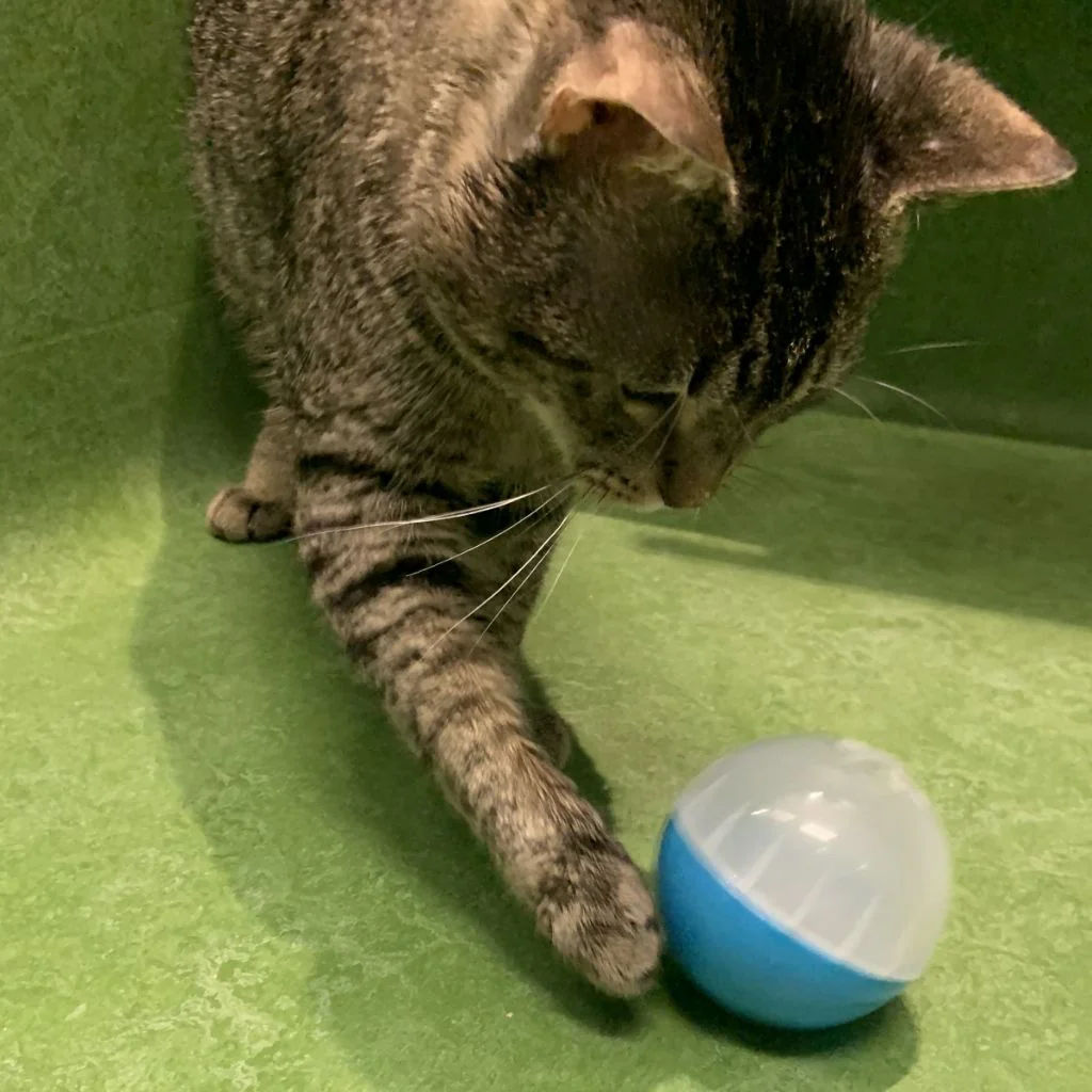 RSPCA Cat Enrichment Ball - Image 2