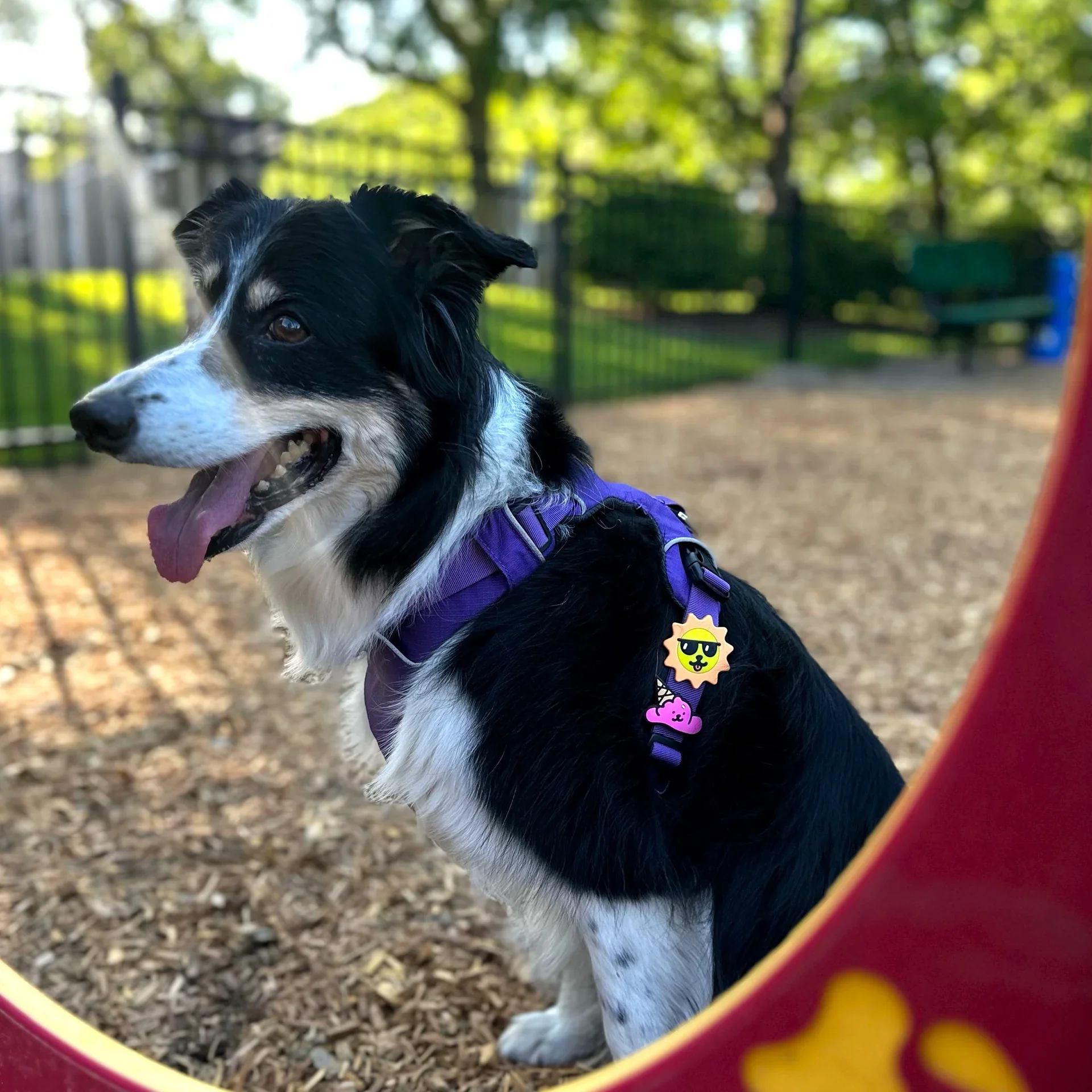 Sun's Out Jiby Dog Charm - Image 2